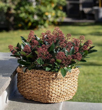 Skimmia  Skimmia